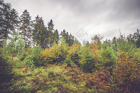 斯堪的纳维亚森林中的松树和白葡萄树环境小路森林季节桦木林地树干衬套公园树林图片