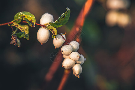 树枝上的白雪莓花园雪原植物学水果杨梅植被公园浆果衬套植物图片