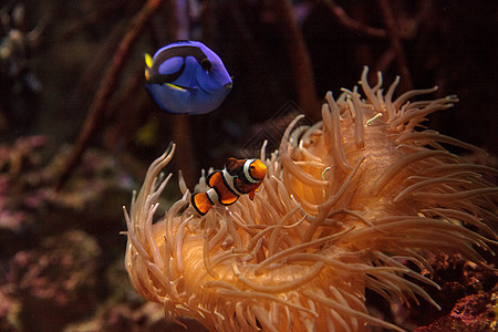 鱼和王室蓝刺网海洋调色板野生动物动物活力荒野海葵珊瑚礁两栖棘鱼图片