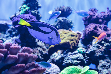 帕莱特拖网鱼 美洲豹肝海鱼姿势潜水海底生活宠物珊瑚调色板动物游泳图片