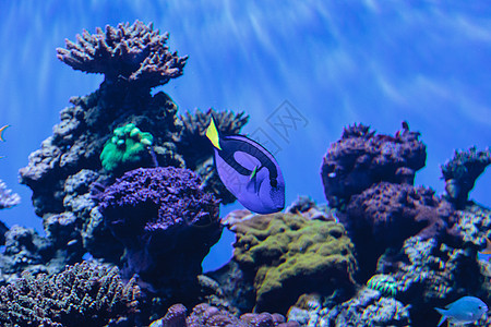 帕莱特拖网鱼 美洲豹肝游泳潜水调色板盐水动物水族馆宠物生活野生动物海洋图片