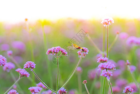 Verbena自然花蜜高清图片