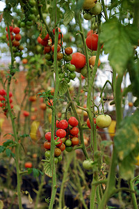 安全蔬菜农场 大拉特番茄花园高科技季节花园温室领域场景产品场地菜园农业图片