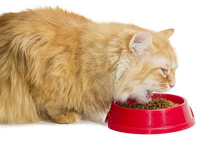 红猫 吃红碗里的干猫食形式猫粮塑料干粮动物护理营养宠物营养素颗粒状图片