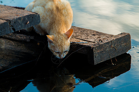 猫猫玩海滨好奇心盒子猫科动物龙头乐趣隐藏饮食宠物飞溅危险背景图片