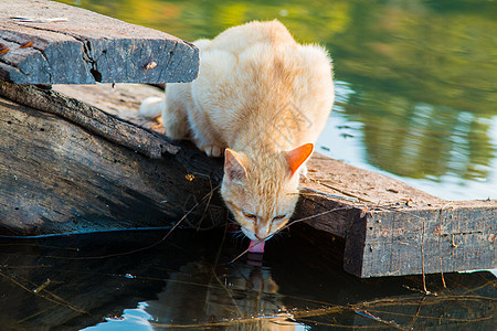 猫猫玩海滨牛奶饮食飞溅滴水纸板宠物龙头动物乐趣眼睛图片