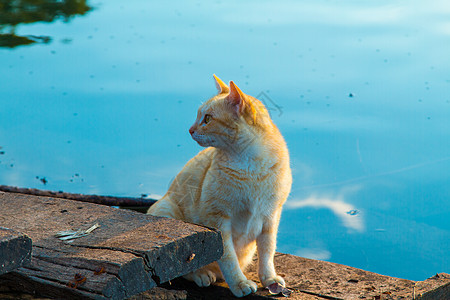 猫猫玩海滨眼睛好奇心厨房宠物危险飞溅小雨猫科动物龙头滴水背景图片