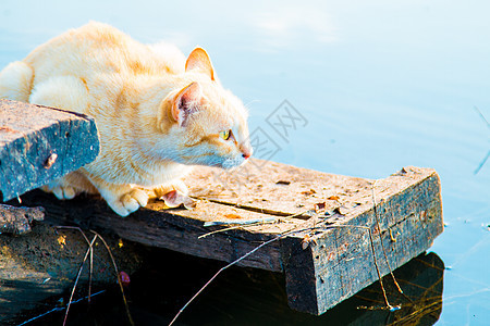 猫猫玩海滨动物龙头飞溅牛奶胡须小雨宠物危险乐趣盒子背景图片