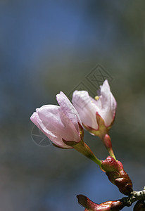 樱花 特写花瓣植物阳光花朵植物学枝条紫色柔软度太阳宏观图片