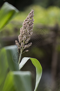 在绿色模糊背景下特写高梁植物 校对 Portnoy面包生长环境粮食农业乡村种植园蓝色谷物面粉图片