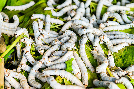 草莓叶上的丝虫叶子材料植物生产昆虫幼虫文化丝绸织物纺纱编织高清图片素材