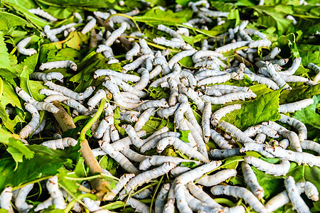 草莓叶上的丝虫植物昆虫养蚕业文化幼虫材料纺纱纤维丝绸食物图片