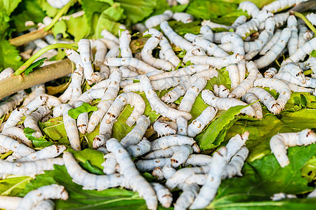 草莓叶上的丝虫丝绸生产叶子动物织物纤维食物养蚕业材料植物文化高清图片素材