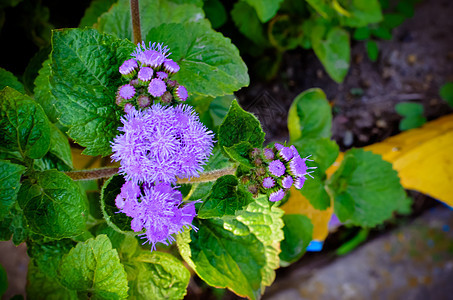 蓝花花或蓝明 蓝草 猫脚 墨西哥印斯布鲁克的画笔蓝貂植物群花园衬套蓝色紫色孢子花朵菊科叶子图片