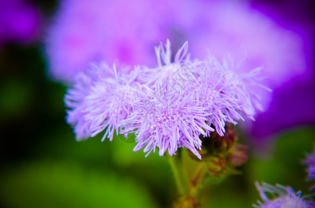 蓝花花或蓝明 蓝草 猫脚 墨西哥印斯布鲁克的画笔花粉花瓣紫色花园植物蓝色菊科植物群牙线叶子图片