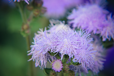 蓝花花或蓝明 蓝草 猫脚 墨西哥印斯布鲁克的画笔叶子花瓣蓝貂花园植物群公园孢子植物菊科蓝色图片