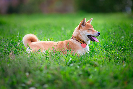 一个年轻的安息日嘴巴褐色主题听力哺乳动物犬类家畜脊椎动物眼睛宠物图片