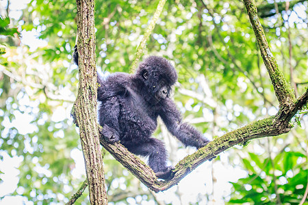 山婴大猩猩在树上玩耍丛林濒危大猿婴儿动物学假期灵长类动物热带森林图片