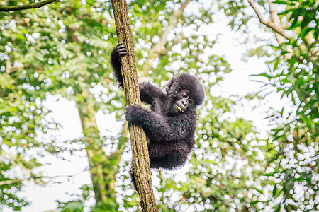 山婴大猩猩在树上玩耍猴子丛林公园森林灵长类荒野野生动物银背濒危假期图片