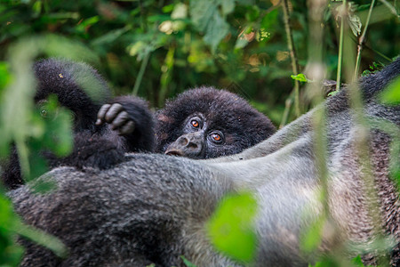 躲在银背后面的山婴大猩猩森林灵长类银背丛林濒危冒险动物学猴子山地旅行图片