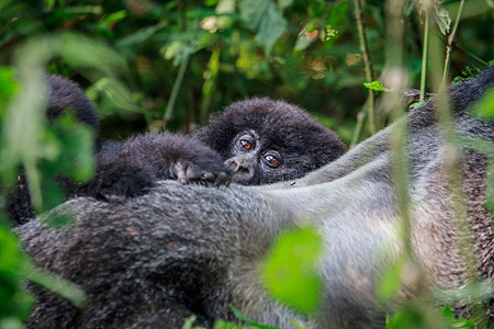 躲在银背后面的山婴大猩猩动物银背大猿热带食草森林丛林哺乳动物婴儿家庭图片