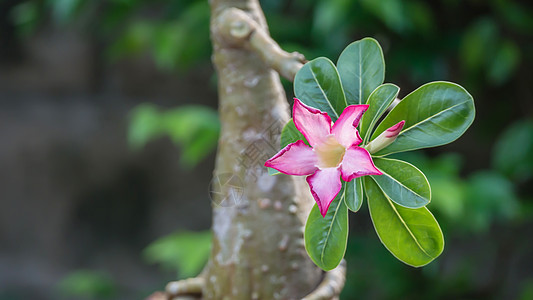 沙漠玫瑰花粉色花瓣红色园艺植物玫瑰生长热带百合叶子图片