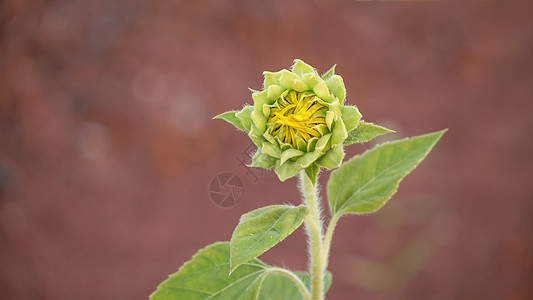 黄向日葵花芽生长农业植物园艺向日葵叶子花瓣植物群圆圈种子图片