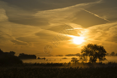 太阳升起在默尔维德河上牧场奶牛草地芦苇漫滩血管情绪橙子图片
