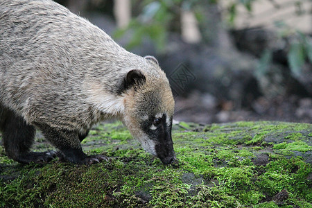 环尾涂层纳苏阿纳苏亚雨林哺乳动物食肉动物热带尾巴野生动物丛林鼻子森林图片