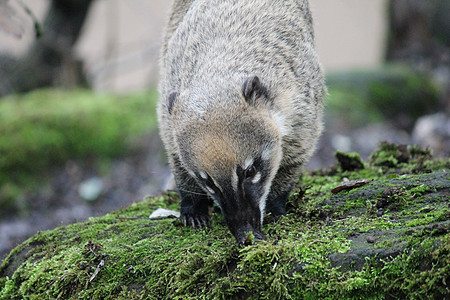 环尾涂层纳苏阿纳苏亚动物雨林动物园戒指哺乳动物环境丛林野生动物动物群尾巴图片