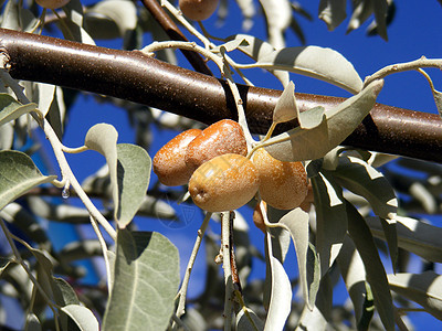 银莓Elaeagnus治愈植物水果康复健康沙枣交际图片