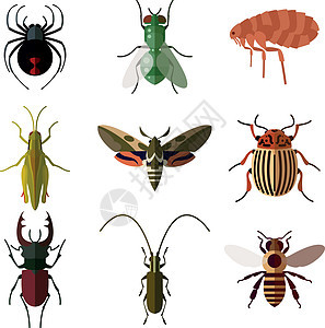 昆虫平面图标集2图片