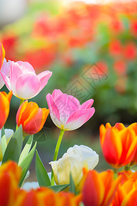 花园小区郁金香 美丽的郁金香花束 五颜六色的郁金香花园植物季节蓝色叶子公园场地植物群野花阳光背景