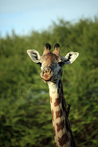 肯尼亚自由吉拉费环境假期国家荒野哺乳动物公园旅行动物天空野生动物图片