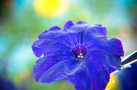 花朵在花园中开花植物叶子树叶花瓣团体玫瑰季节紫色花束植物群图片