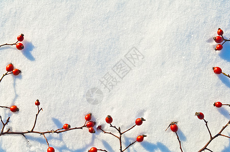 冬季雪底背景 装饰着玫瑰臀浆果雪花荒野玫瑰食物纹理水晶臀部宏观枝条白霜图片