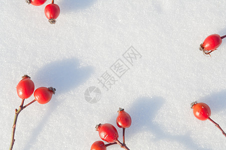 冬季雪底背景 装饰着玫瑰臀浆果纹理枝条荒野水晶宏观水果白霜季节冻结植物图片