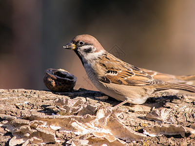 麻雀和鸟类喂食岩石院子灰色白色棕色眼睛绿色石头羽毛野生动物图片