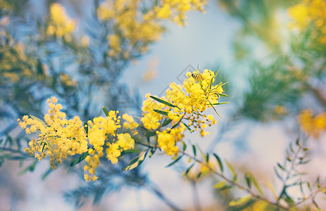 澳大利亚金黄色的春珠小燕花图片