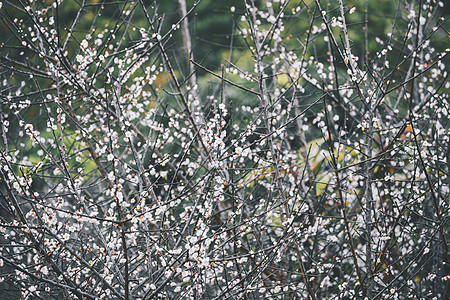 丰盛的李子树小花朵图片