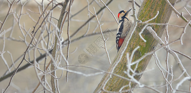 雄性大斑斑木鸟白色树冠红色女性野生动物木头森林黑色男性羽毛图片
