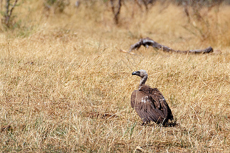 白后方秃鹫 纳米比亚 非洲野生动物和野外猎食游戏羽毛清道夫动物群猎物秃鹰狮鹫动物荒野翅膀图片