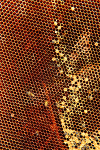 蜂窝韧性细胞飞行蜂蜜六边形昆虫蜜蜂幼虫宏观食物背景图片