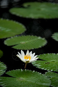 白水百里软垫美丽植物植物群绿色漂浮植物学花瓣池塘百合图片