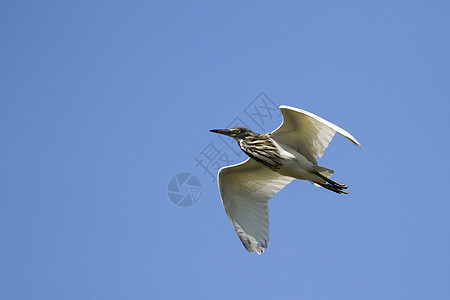 贝雷特在天空中飞翔的影像 海隆 野生动物橙子蓝色动物航班沼泽羽毛荒野翅膀环境苍鹭图片