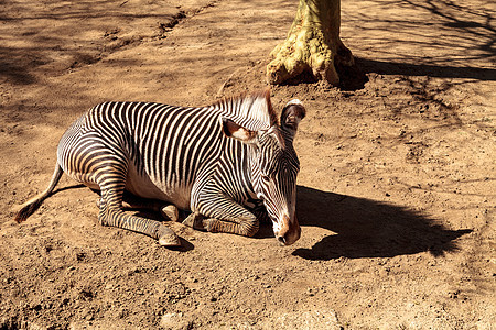格雷夫的斑马荒野野生动物尘浴细纹动物濒危背景图片