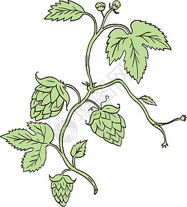 啤酒花植物攀援画墨水画线艺术品手绘手工花朵刮板酒花种子星盘图片