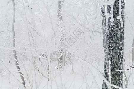 冻雨覆盖树木 在公园林中露面分支机构冻雨危险警告冻结注意力雪花季节液体液滴图片
