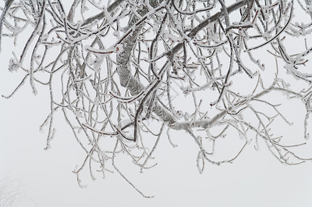 冻雨覆盖树木 在公园林中露面液滴季节危险液体警告冻雨雪花森林冻结注意力图片