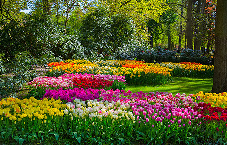 荷兰Keukenhof花园多彩的郁金香利瑟花园季节公园花坛草地地标旅行图片